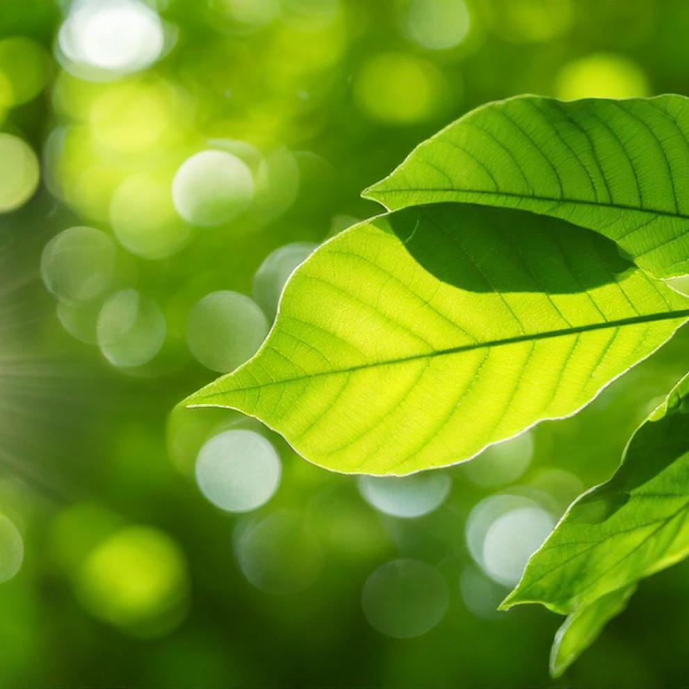 Green leaf on a green background with sunlight