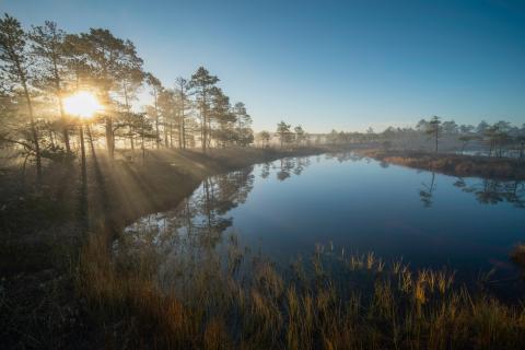 The sun rises over water, shining through trees