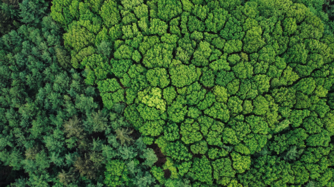 A birds-eye view of the crowns of tress in a dense forest