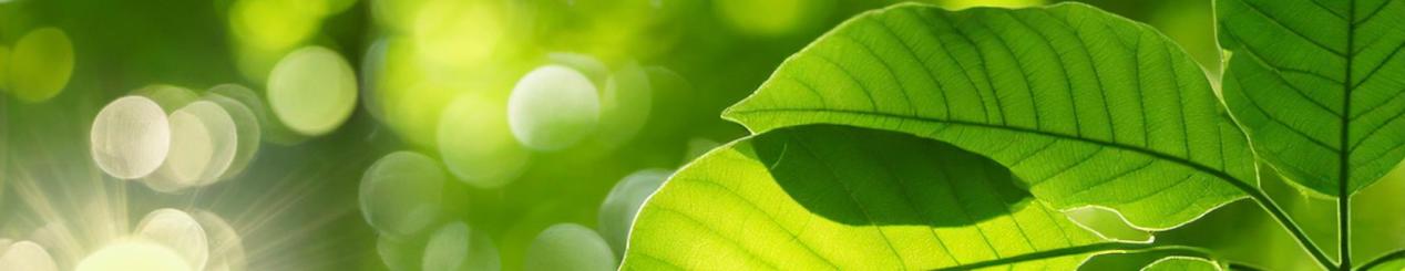 Green leaves with the sun shining in the background